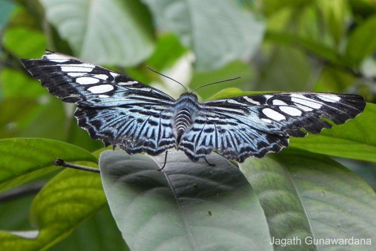 Parthenos sylvia Moore, 1877